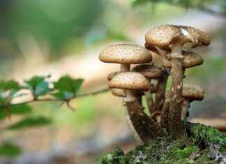 Harnessing the Benefits of Chaga Mushrooms for Immunity Harnessing the Benefits of Chaga Mushrooms for Immunity