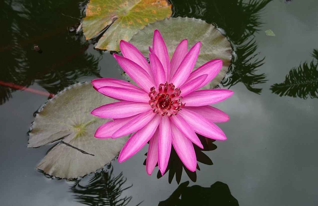 Harnessing the Benefits of Rhodiola Rosea for Endurance 4 How to Use Rhodiola Rosea