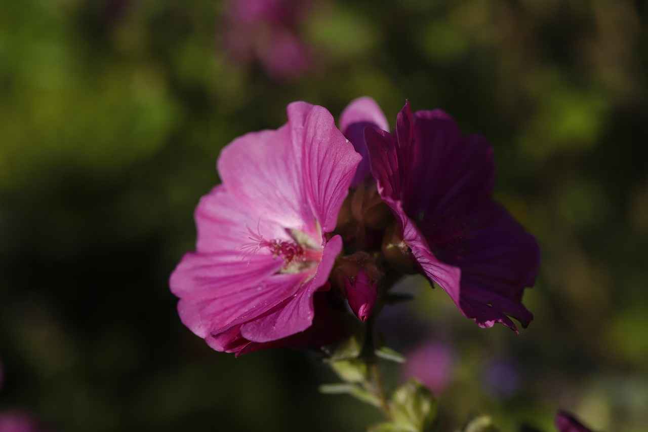 Harnessing the Benefits of Rhodiola Rosea for Endurance 6 Conclusion: Unlocking Your Endurance Potential with Rhodiola Rosea