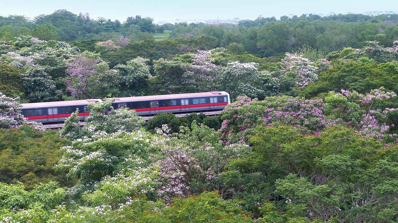 Harnessing the Benefits of Rhodiola Rosea for Endurance 3 Benefits of Rhodiola Rosea for Athletes