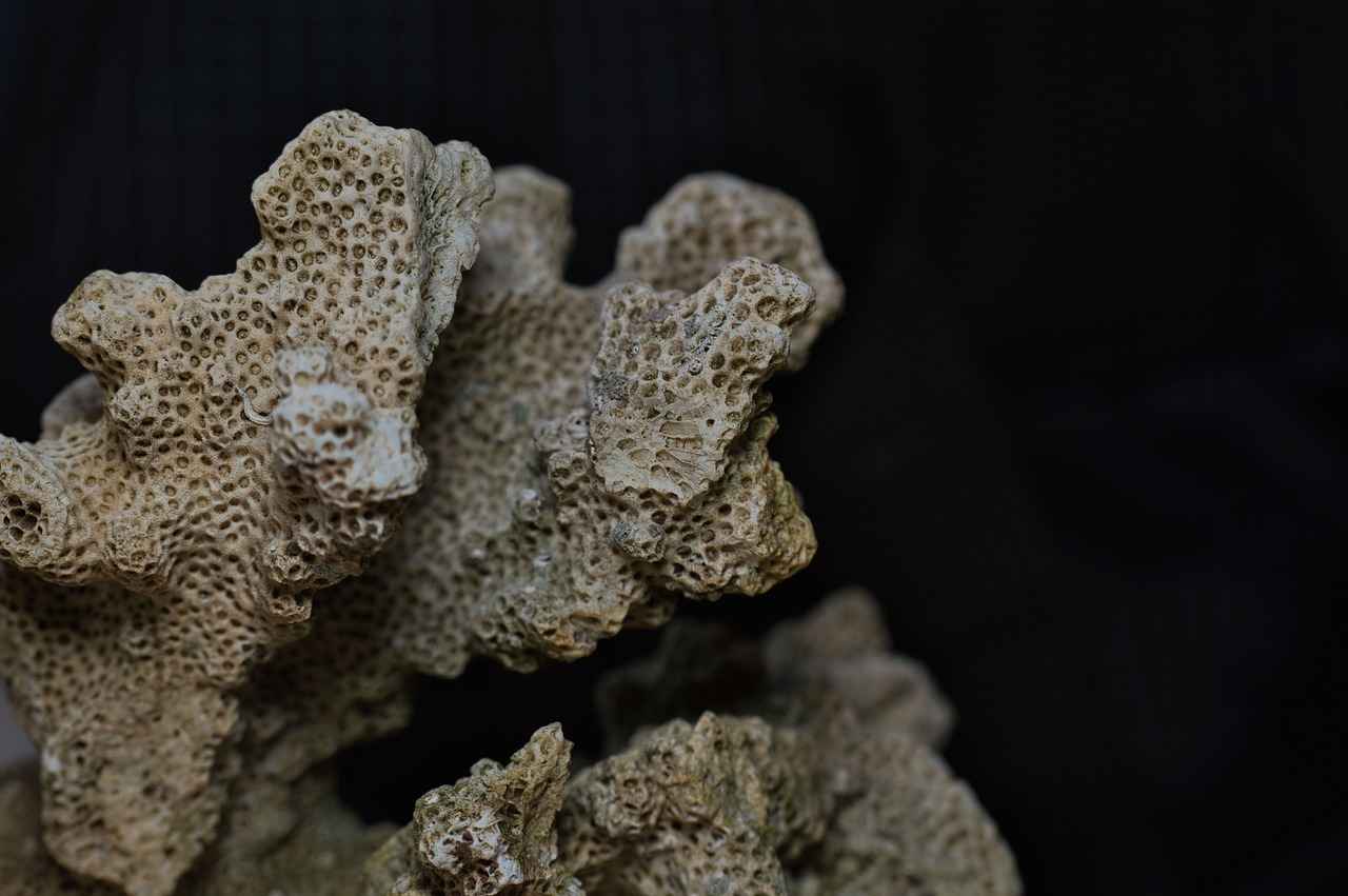 Harnessing the Calcium Intake Support of Coral Calcium 6 Conclusion: The Future of Coral Calcium