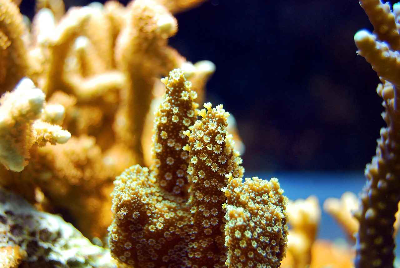 Harnessing the Calcium Intake Support of Coral Calcium 3 Sources of Coral Calcium