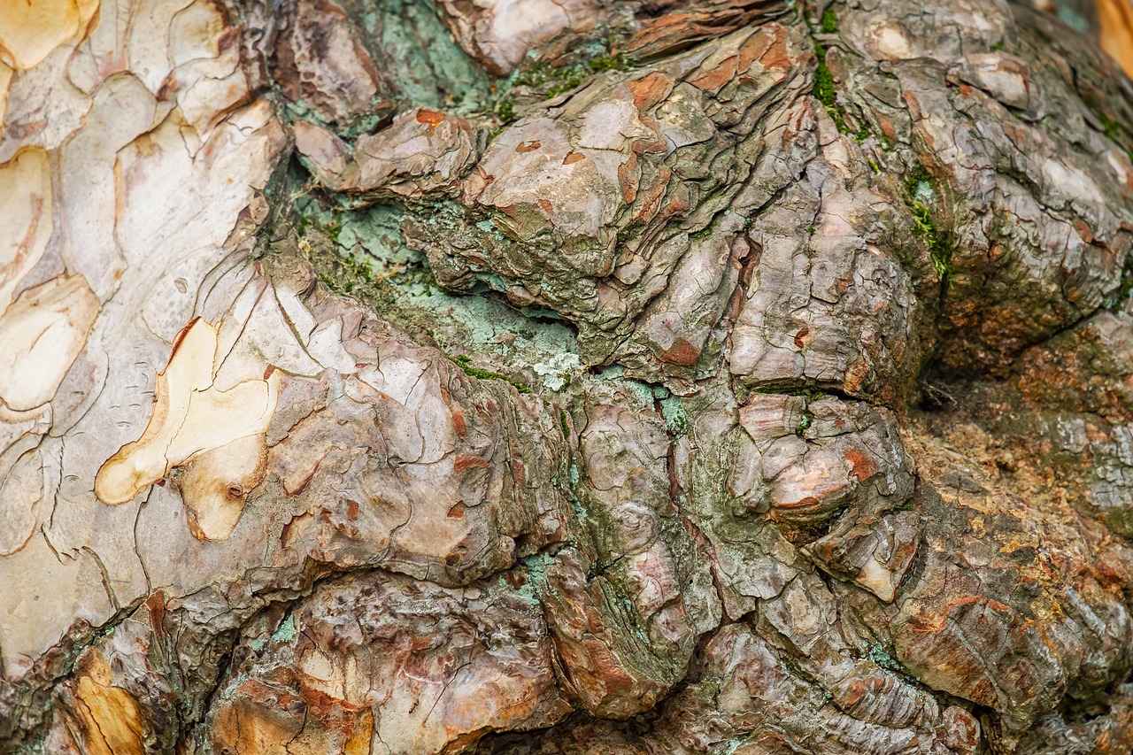 What is Arjuna Bark?