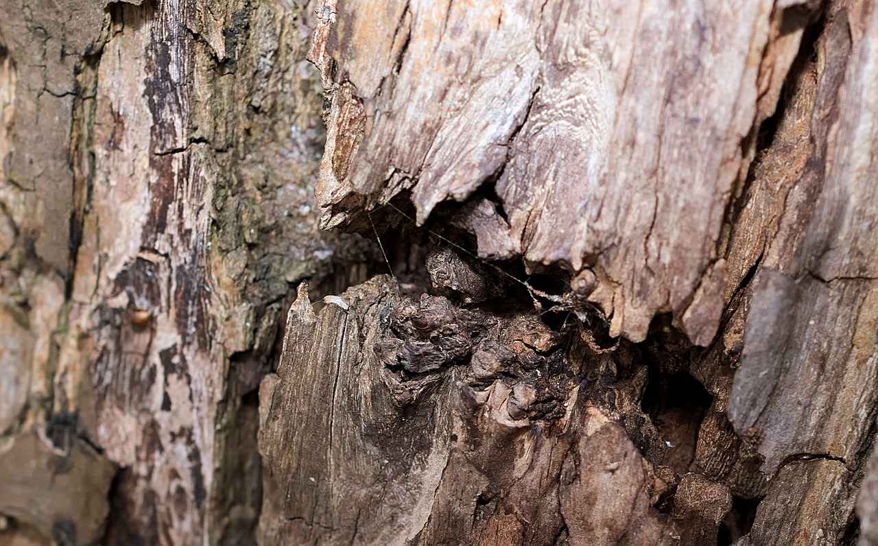 Historical Uses of Arjuna Bark