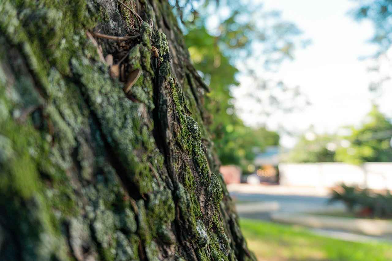 Cardiovascular Benefits of Arjuna Bark