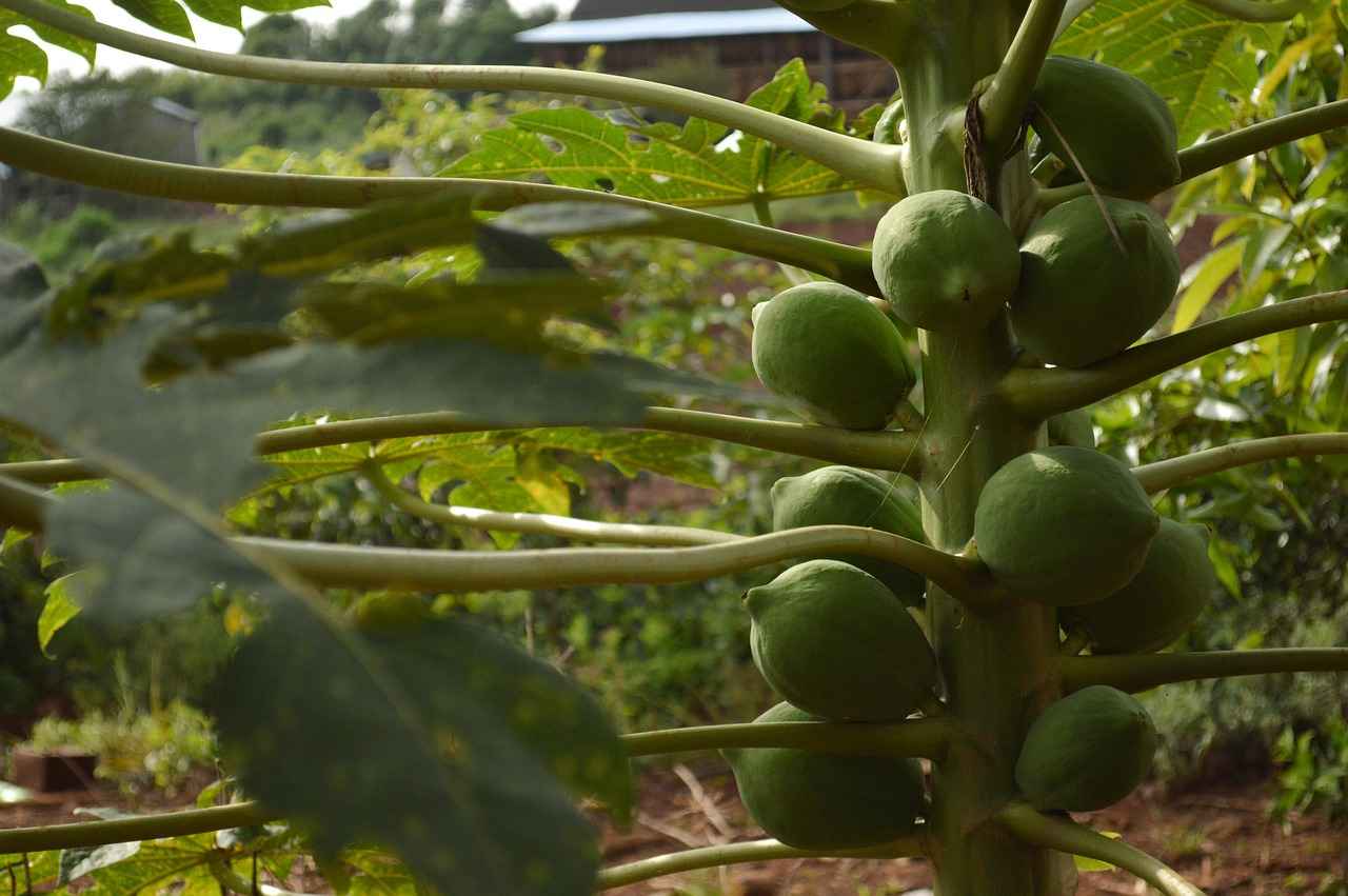 Health Benefits of Papaya Enzymes