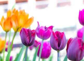 Harnessing the Digestive Benefits of Psyllium Husk Harnessing the Digestive Benefits of Psyllium Husk