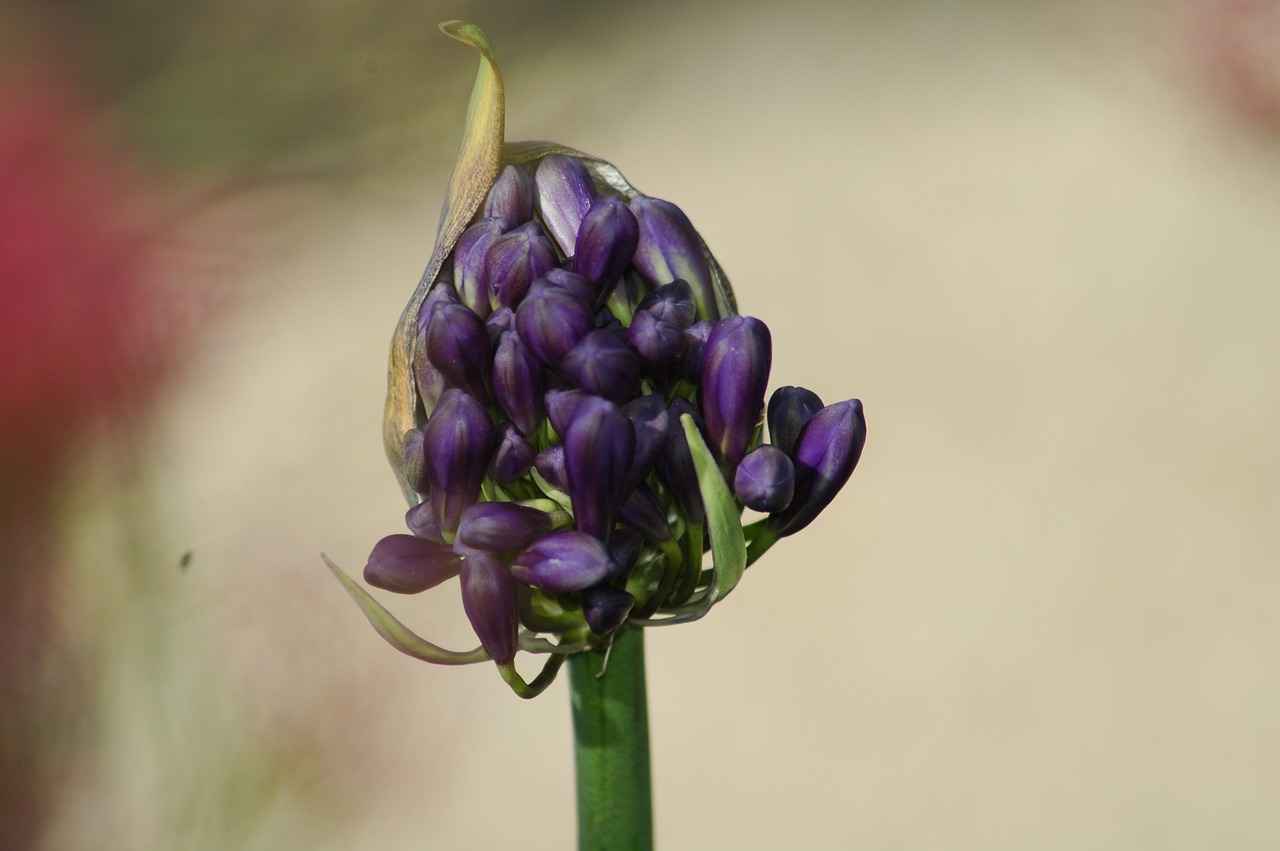 Harnessing the Digestive Benefits of Psyllium Husk 5 Conclusion: The Power of Psyllium Husk