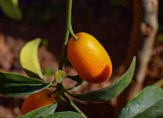 Harnessing the Energy-Boosting Effects of Guarana Harnessing the Energy-Boosting Effects of Guarana