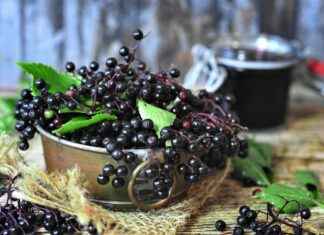 Harnessing the Functive Health Benefits of Elderberry Extract Harnessing the Functive Health Benefits of Elderberry Extract