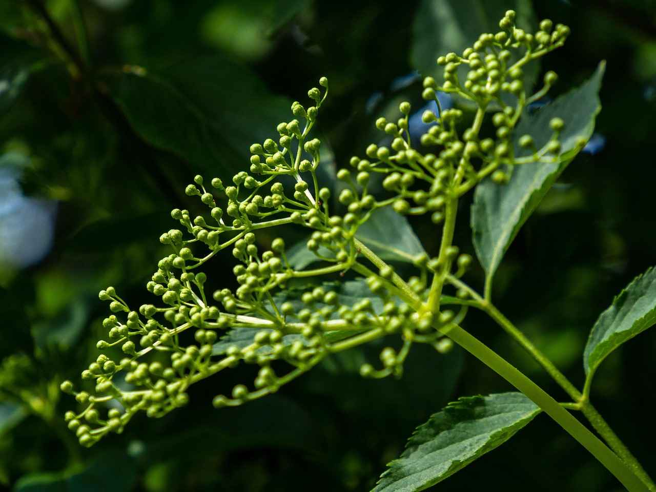 Harnessing the Functive Health Benefits of Elderberry Extract 1 1. What is Elderberry Extract?
