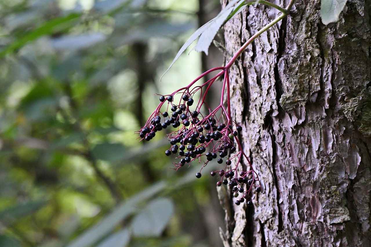 Harnessing the Functive Health Benefits of Elderberry Extract 4 4. Traditional Uses of Elderberry