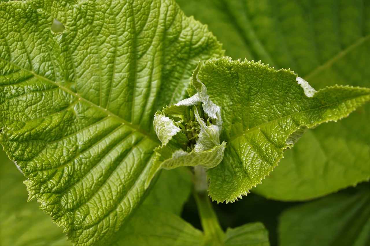 Harnessing the Functive Health Benefits of Elderberry Extract 6 6. Potential Side Effects and Precautions