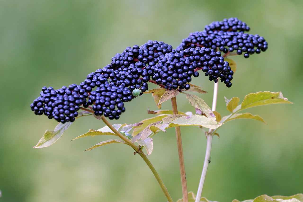 Harnessing the Functive Health Benefits of Elderberry Extract 7 7. Elderberry Extract vs. Other Supplements