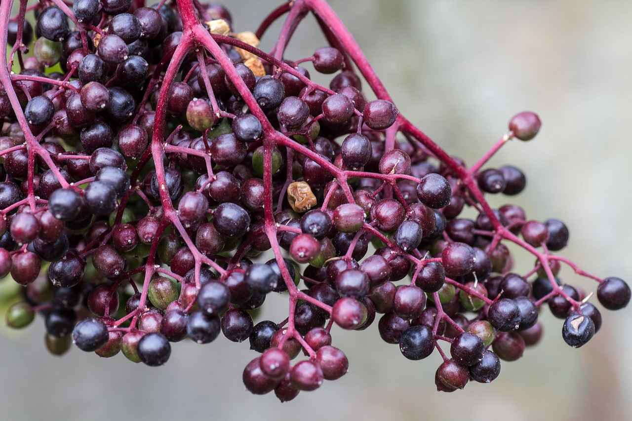 Harnessing the Functive Health Benefits of Elderberry Extract 2 2. Nutritional Profile of Elderberry