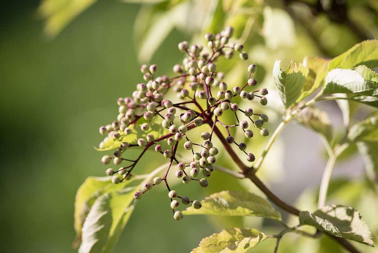 Harnessing the Functive Health Benefits of Elderberry Extract 8 8. The Future of Elderberry Research