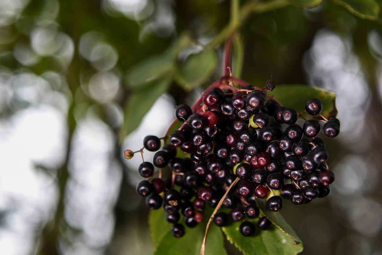 Harnessing the Functive Health Benefits of Elderberry Extract 9 9. Conclusion: Embracing Elderberry for Health