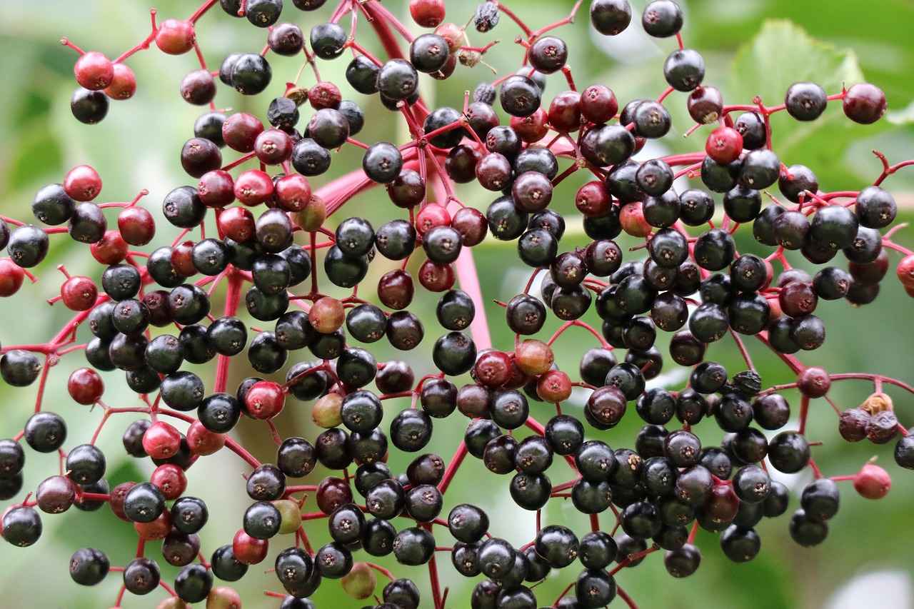 Harnessing the Functive Health Benefits of Elderberry Extract 3 3. Immune Support with Elderberry Extract