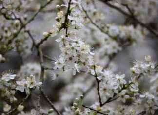 Harnessing the Gut Health Benefits of Acacia Fiber Harnessing the Gut Health Benefits of Acacia Fiber