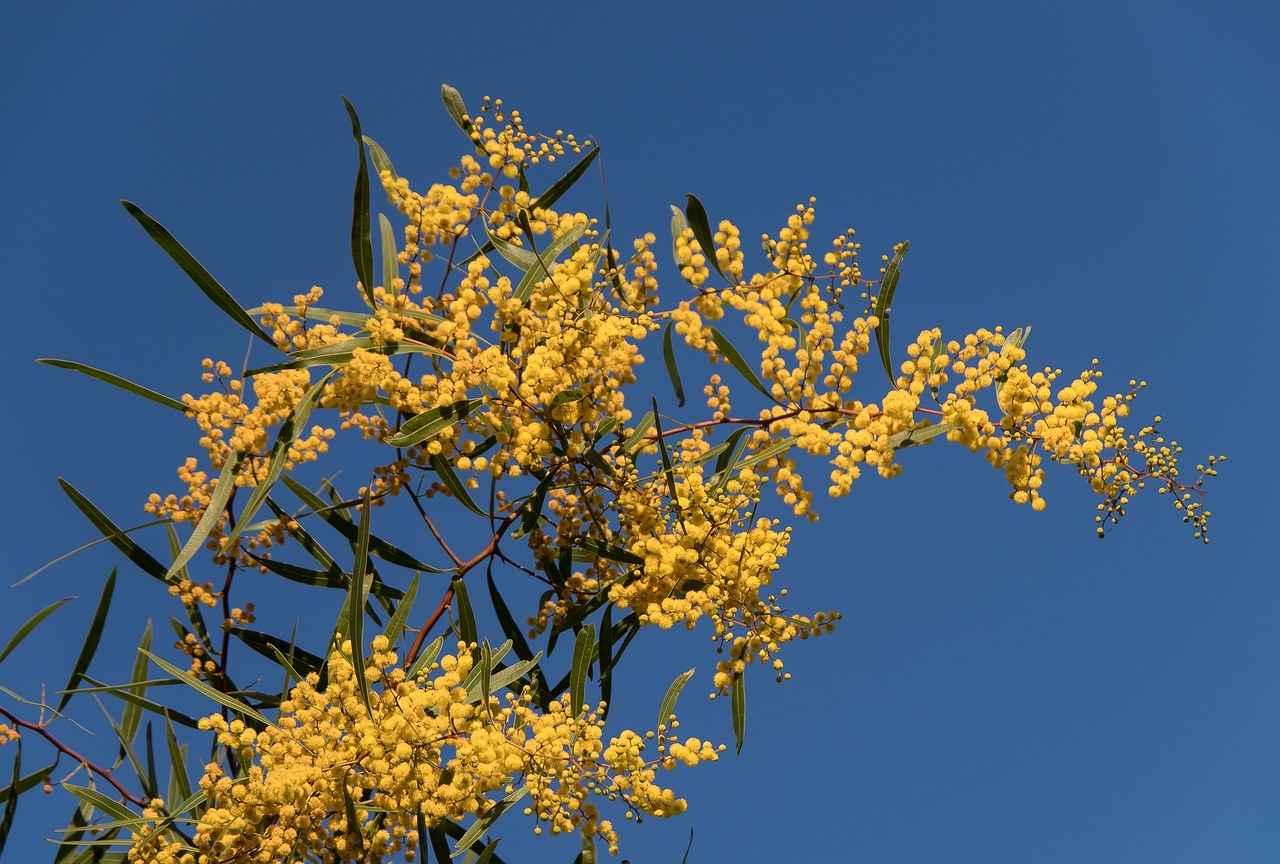 Harnessing the Gut Health Benefits of Acacia Fiber 1 What is Acacia Fiber?