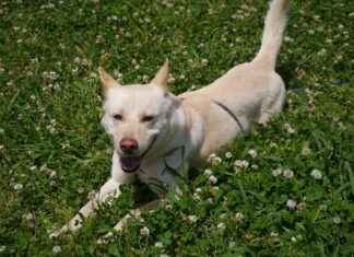 Harnessing the Immune Enhancing Effects of Astragalus Extract Harnessing the Immune Enhancing Effects of Astragalus Extract