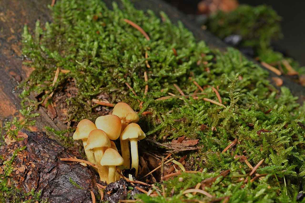 Harnessing the Immune Enhancing Effects of Astragalus Extract 4 How to Incorporate Astragalus Extract into Your Diet