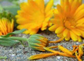 Harnessing the Immune-Supportive Effects of Goldenseal Harnessing the Immune-Supportive Effects of Goldenseal