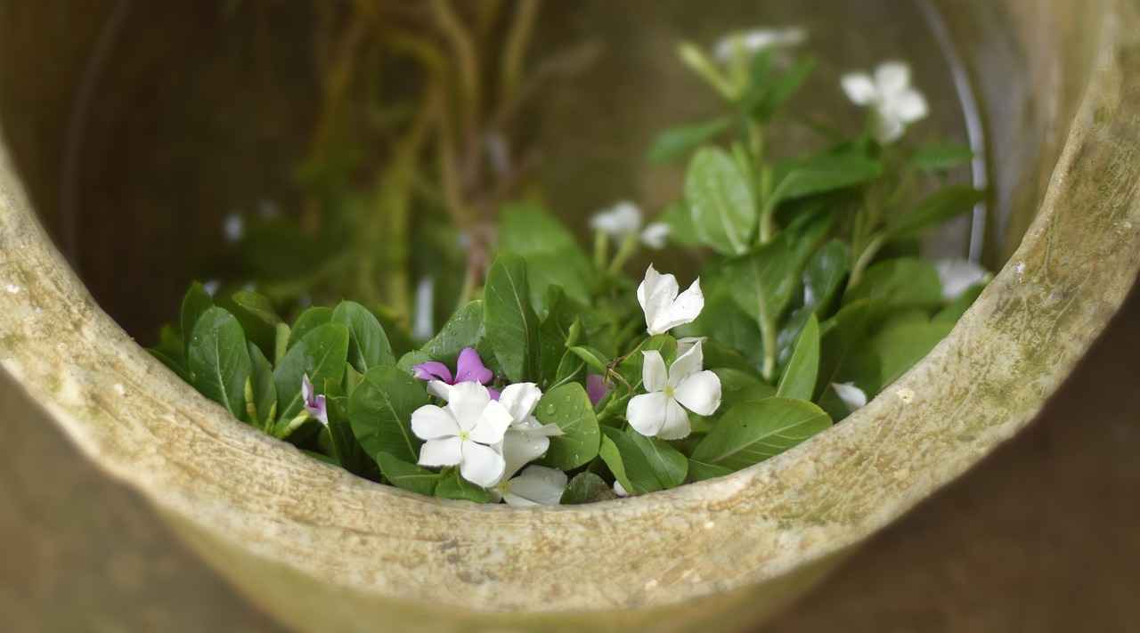 Harnessing the Immune-Supportive Effects of Goldenseal 1 What is Goldenseal?