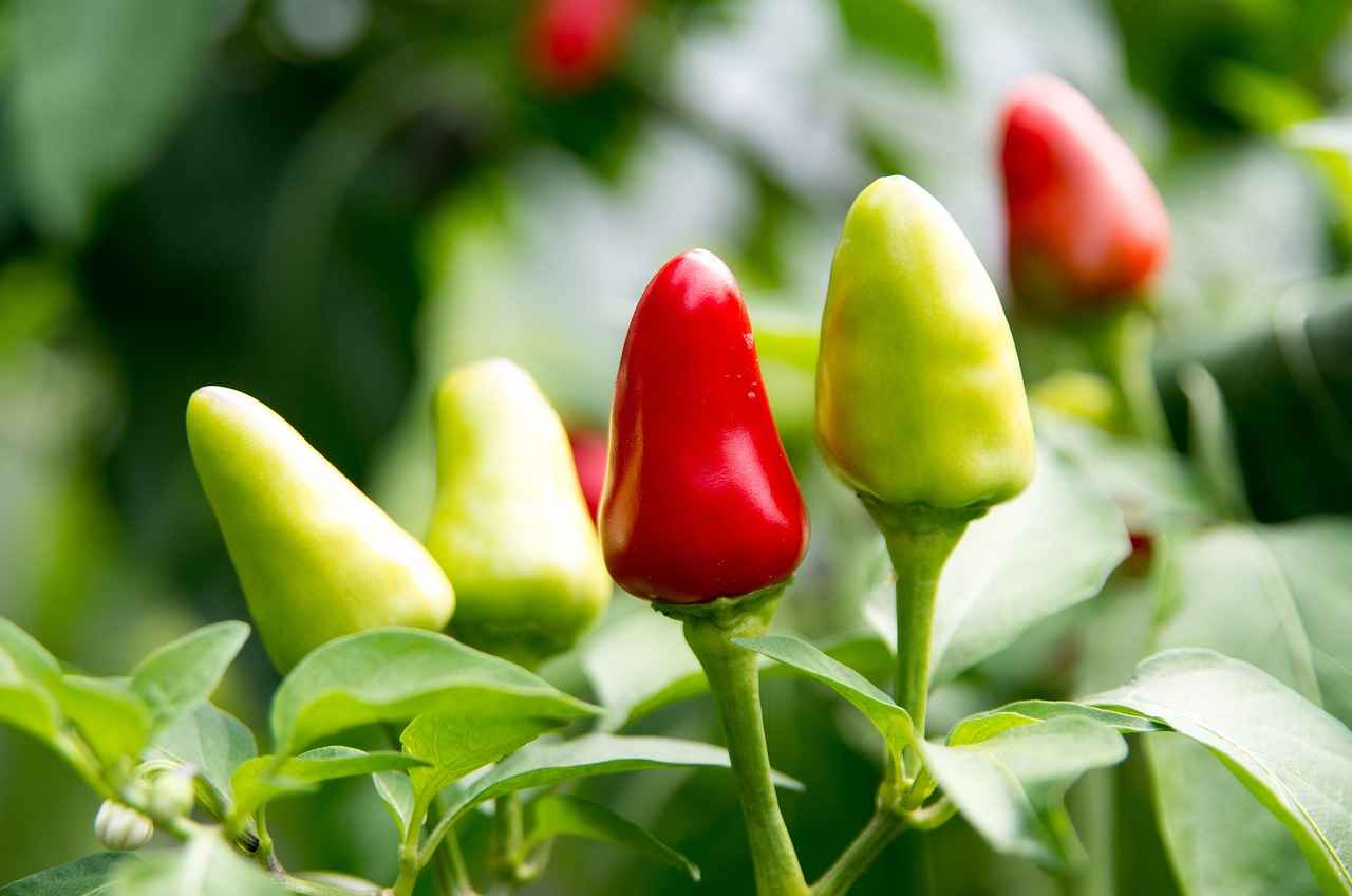 What is Capsaicin?