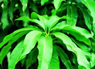 Harnessing the Metabolism-Boosting Effects of African Mango Harnessing the Metabolism-Boosting Effects of African Mango