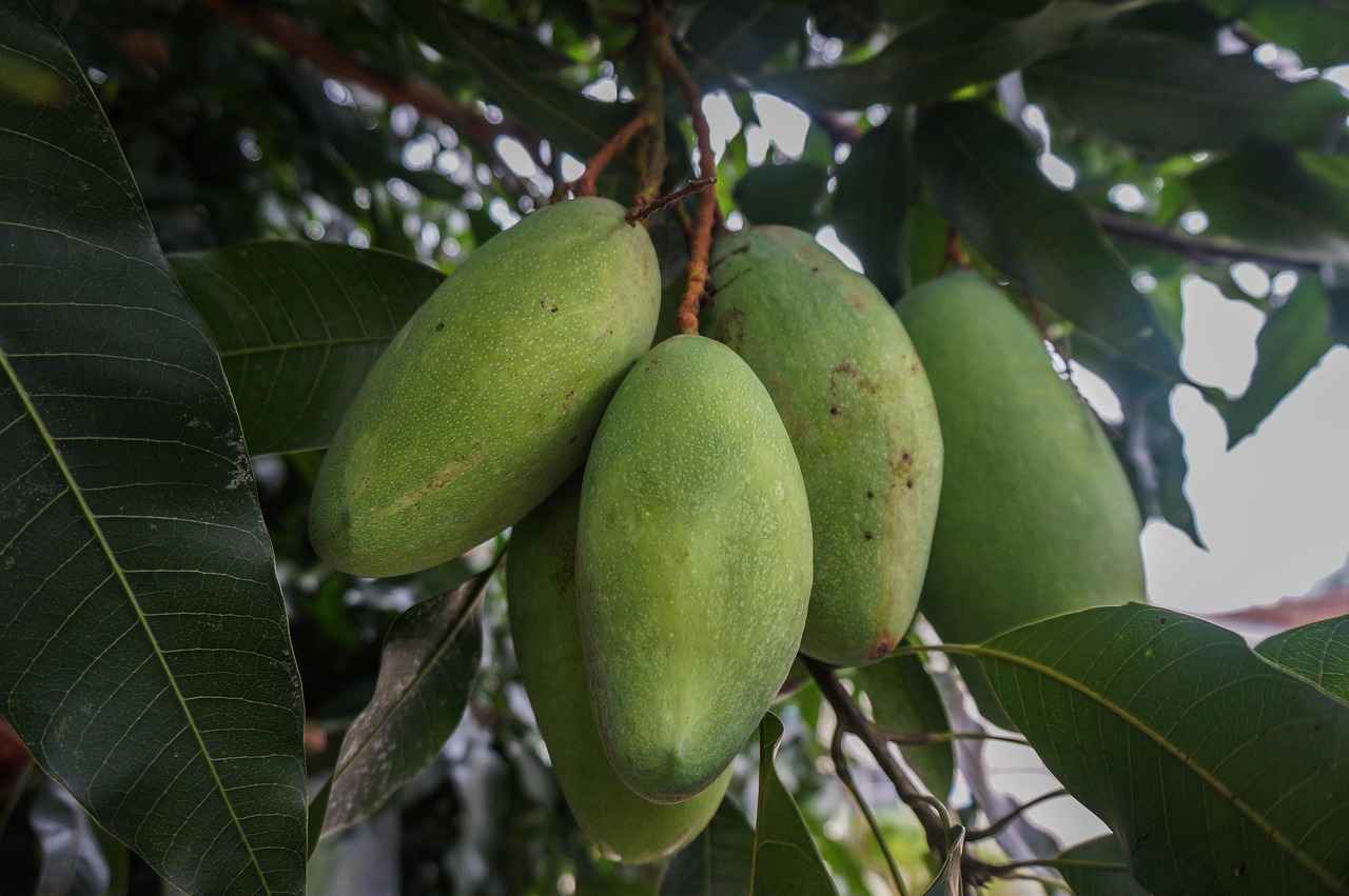 Harnessing the Metabolism-Boosting Effects of African Mango 2 Health Benefits of African Mango