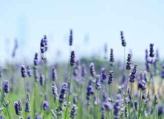 Harnessing the Mood Lifting Benefits of Lavender Oil Harnessing the Mood Lifting Benefits of Lavender Oil