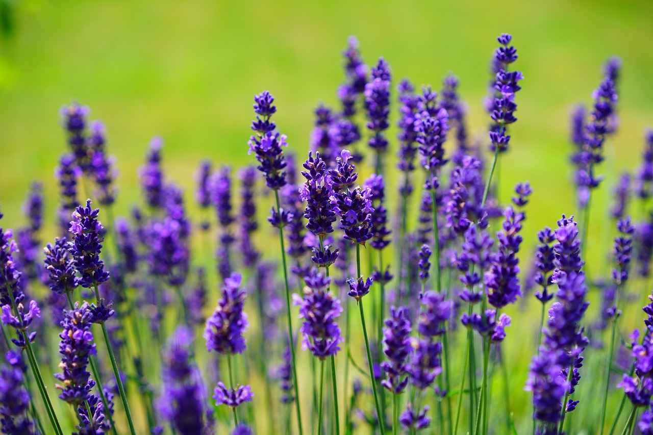 Aromatherapy with Lavender Oil