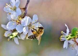 Harnessing the Natural Antiseptic Properties of Manuka Honey # Harnessing the Natural Antiseptic Properties of Manuka Honey Harnessing the Natural Antiseptic Properties of Manuka Honey # Harnessing the Natural Antiseptic Properties of Manuka Honey