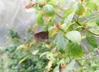 Harnessing the Prostate Health Benefits of Beta-Sitosterol Harnessing the Prostate Health Benefits of Beta-Sitosterol