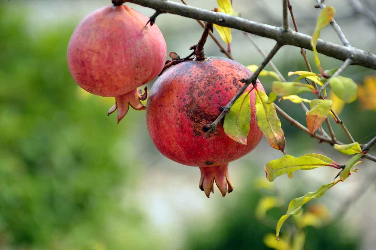 1. What Are Pomegranate Supplements?