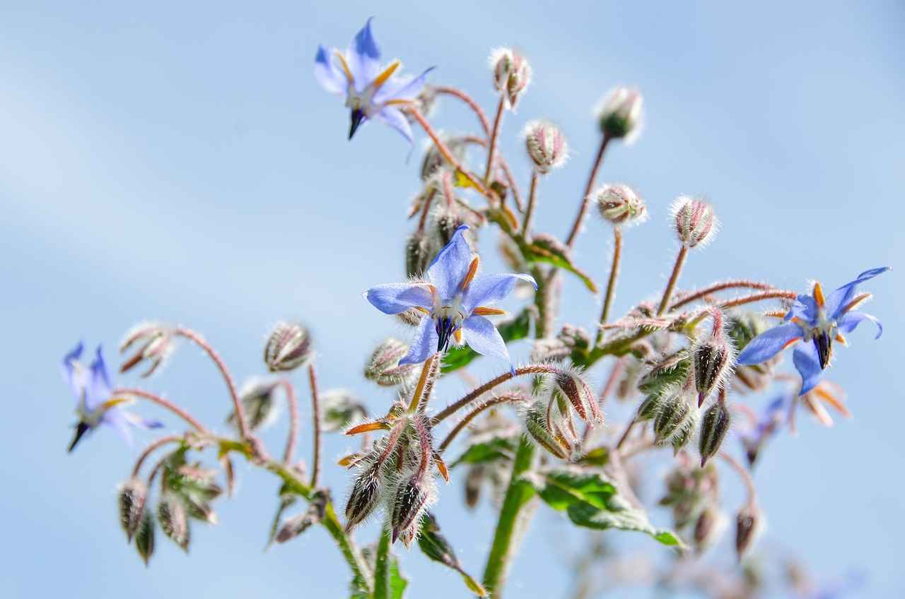 Harnessing the Skin Hydration Benefits of Borage Oil 4 Potential Side Effects of Borage Oil