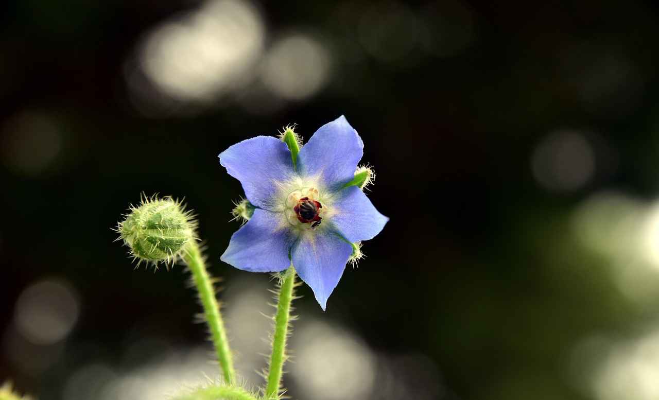 Harnessing the Skin Hydration Benefits of Borage Oil 3 How to Incorporate Borage Oil into Your Skincare Routine