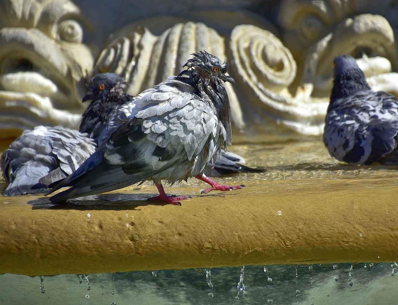 Sources of Ageless Collagen