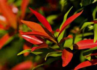 Harnessing the Sugar Metabolism Support of Mulberry Leaf Extract Harnessing the Sugar Metabolism Support of Mulberry Leaf Extract