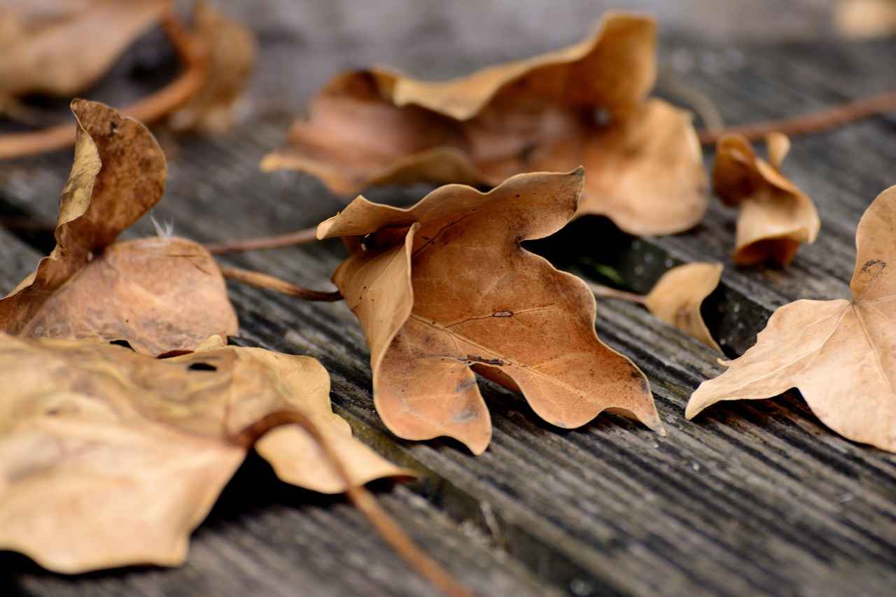 What is Mulberry Leaf Extract?