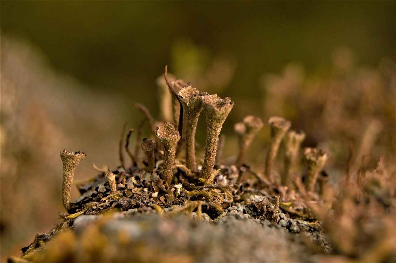 Harnessing the Weight Loss Effects of Caralluma Fimbriata 3 How to Use Caralluma Fimbriata for Weight Loss