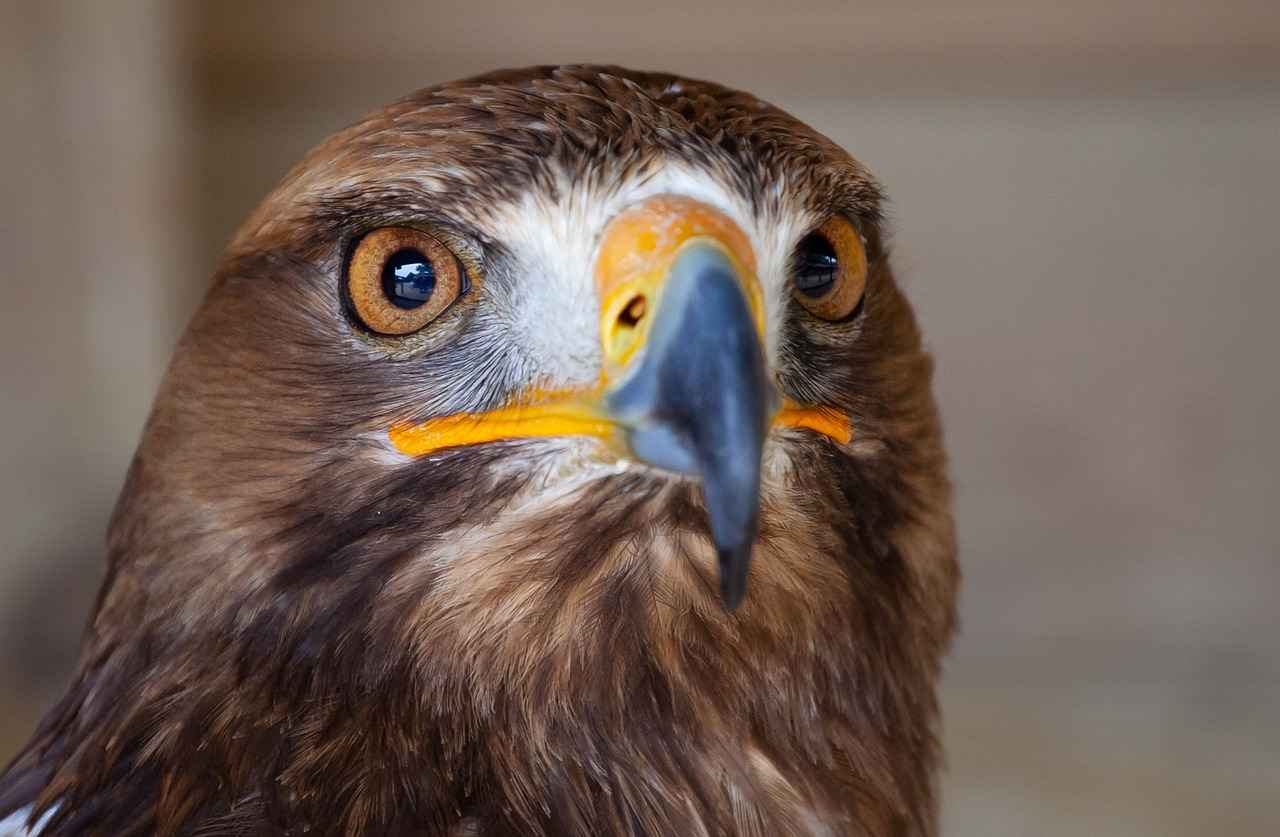 What Are Fans Saying About Harris Walz Merchandise?