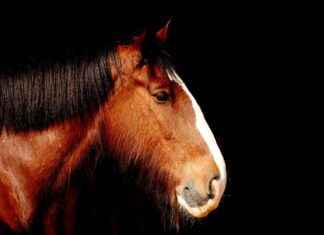 Horse Movies for Kids: Galloping into Great Adventures Horse Movies for Kids: Galloping into Great Adventures