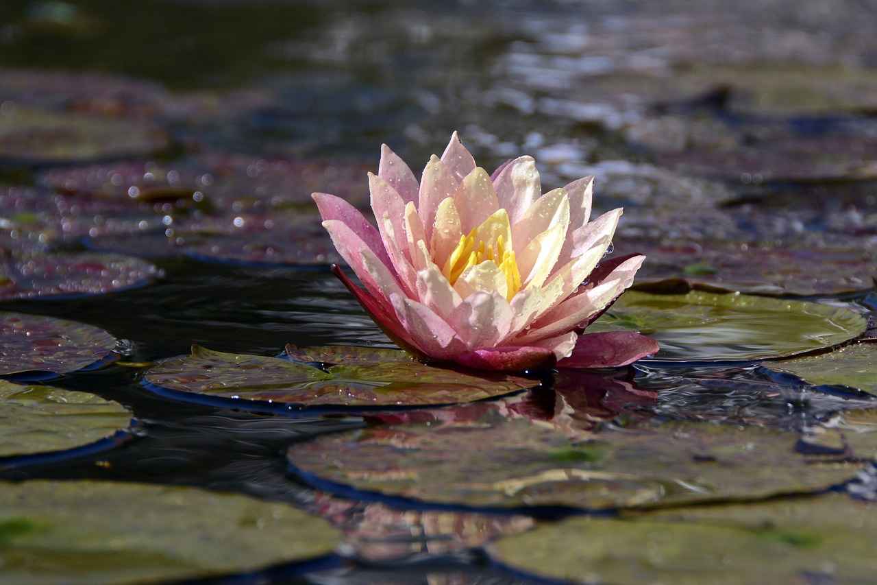 The Role of Water Temperature