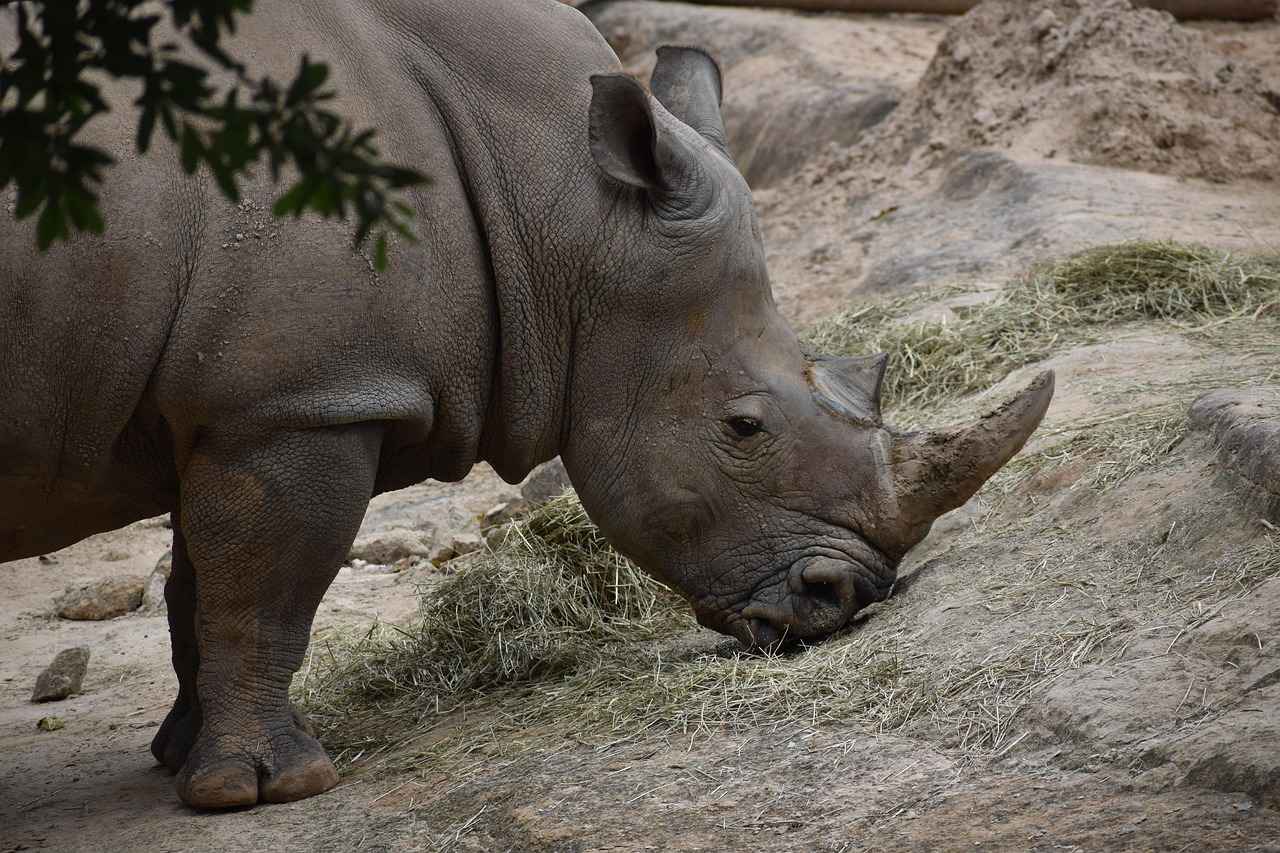 Houston Astros vs. Los Angeles Angels: Player Stats and Highlights 4 Key Players to Watch on the Angels
