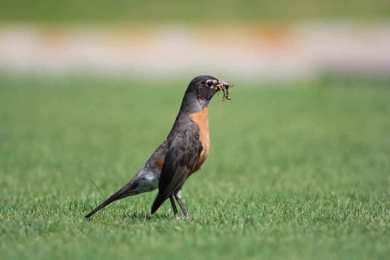 Houston Astros vs. Seattle Mariners: Player Stats and Key Performers 2 Seattle Mariners' Season Highlights