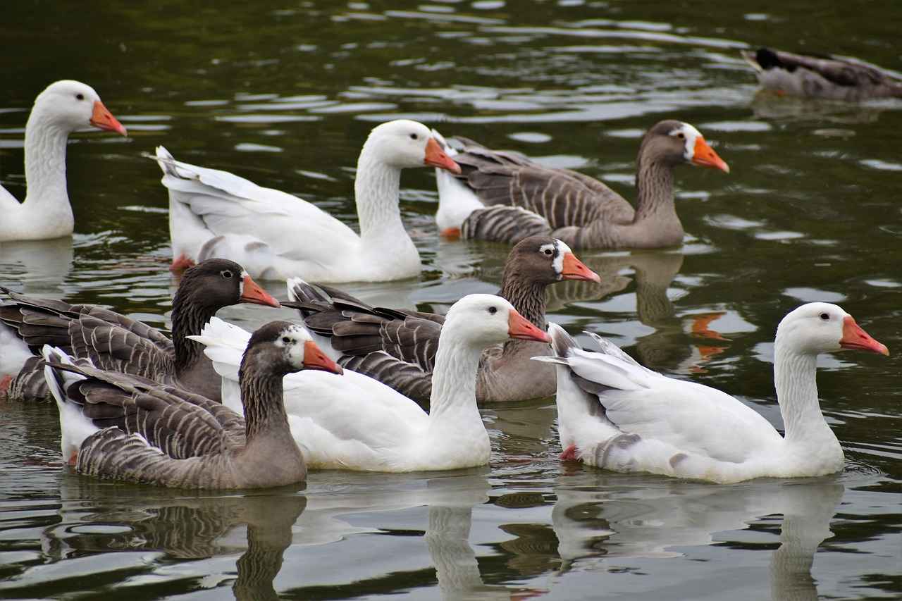 Overview of the Match