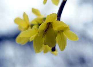 How Berberine Supports Blood Sugar Balance and Metabolism How Berberine Supports Blood Sugar Balance and Metabolism