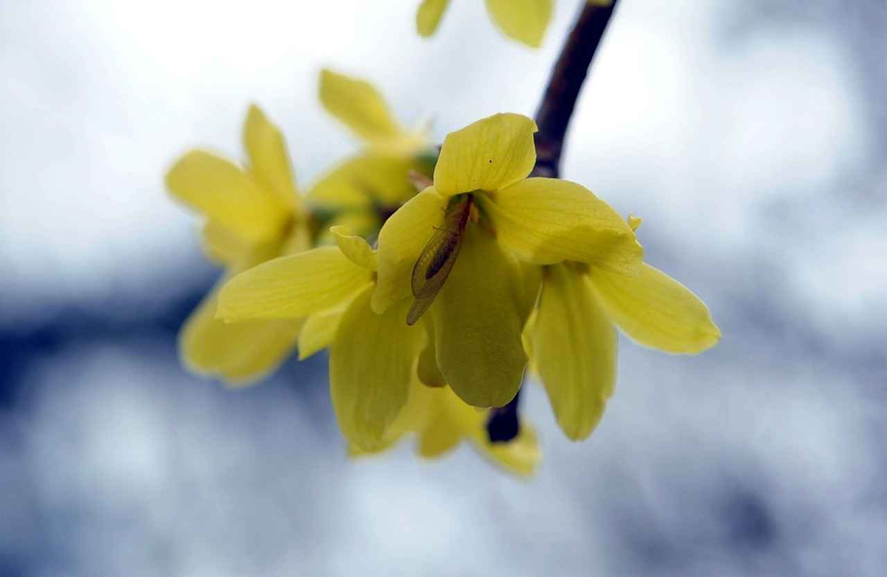 How Berberine Supports Blood Sugar Balance and Metabolism 2 How Berberine Affects Blood Sugar Levels